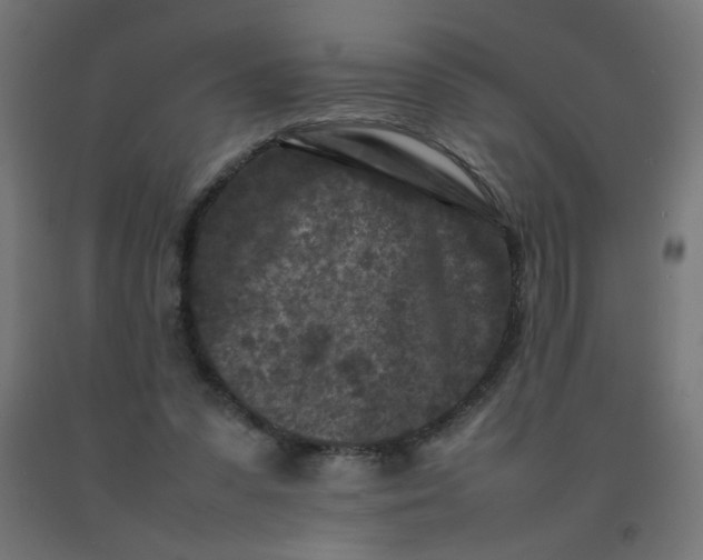 X0000092270303200709281230