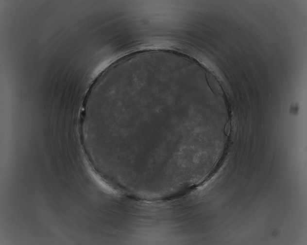 X0000092270842200710051337