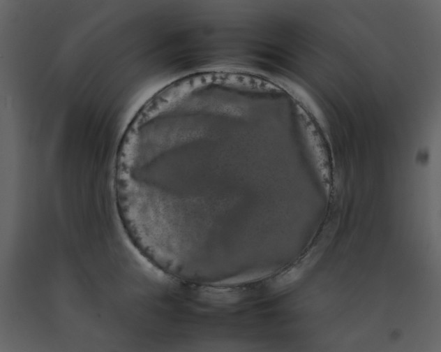 X0000092270855200710051338