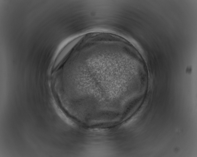 X0000092270862200710051338