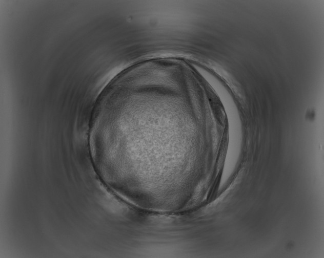 X0000092271185200710051333