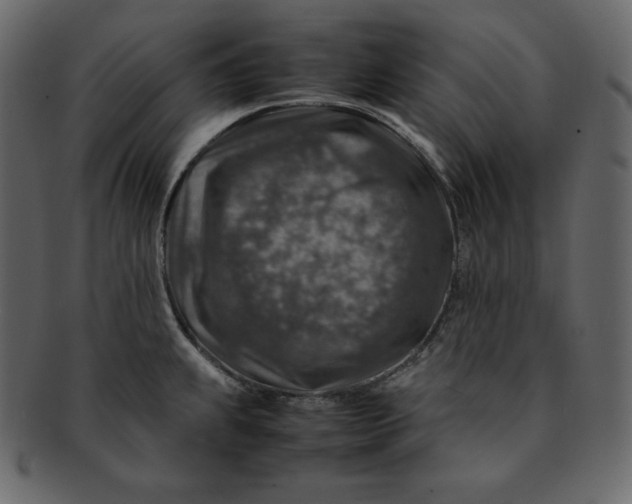 X0000092281239200710051137