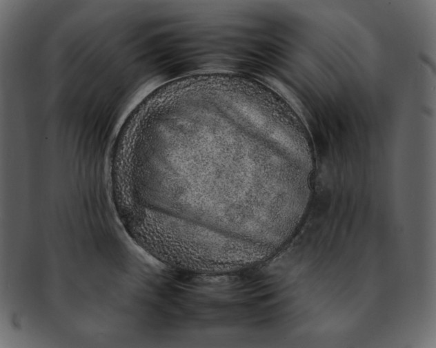 X0000092281243200710051137