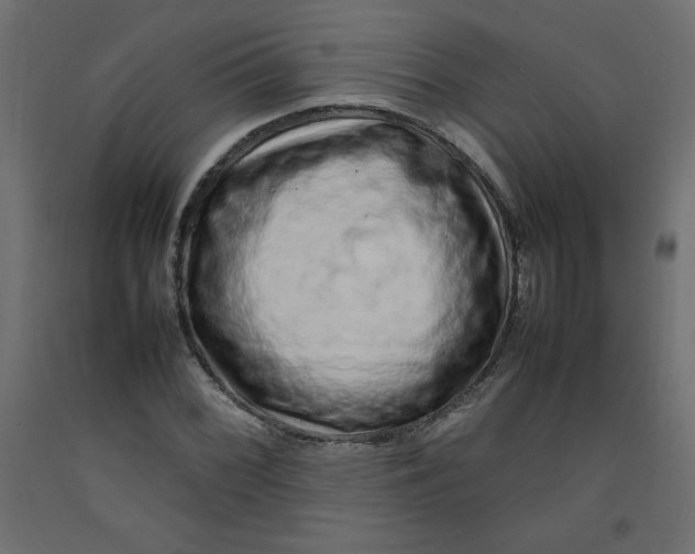X0000092281068200710121359