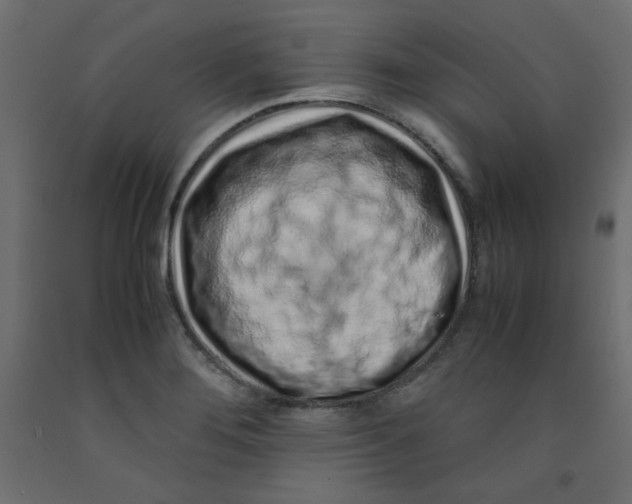 X0000092281276200710121356