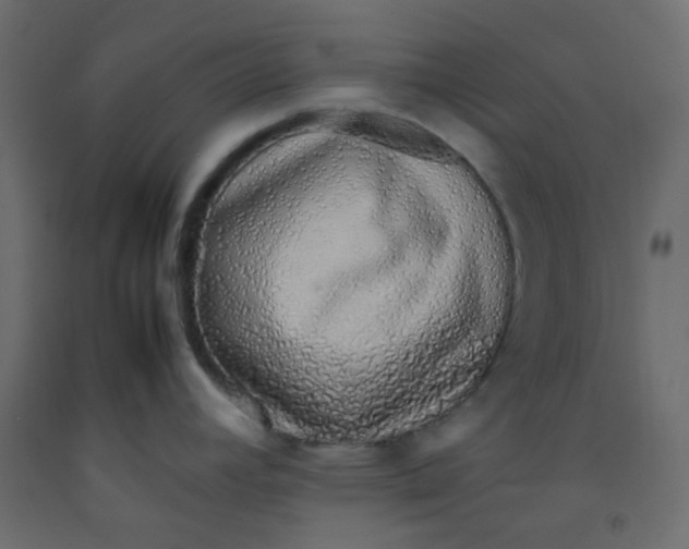 X0000092281392200710121355
