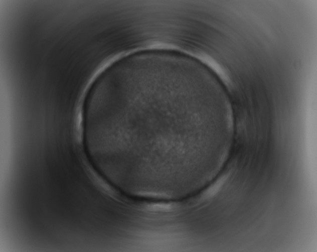 X0000092291126200709211208