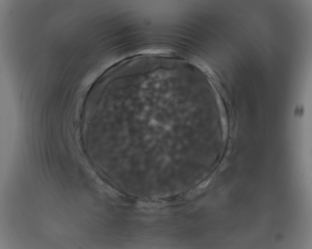 X0000092290337200709281310