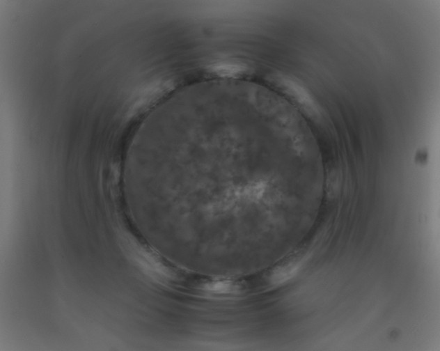 X0000092290365200709281310