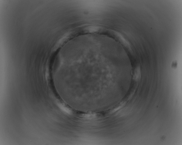 X0000092290524200709281308