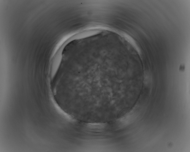 X0000092290863200709281305