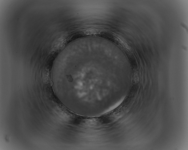 X0000092290411200710051205