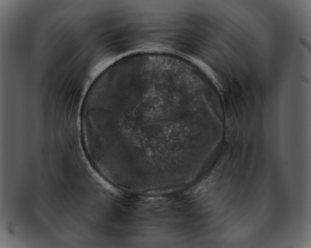 X0000092291335200710051155