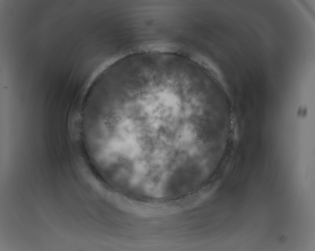 X0000092290012200710121443