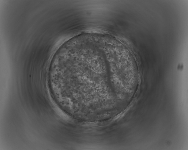 X0000092290049200710121442