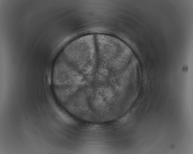 X0000092290062200710121442