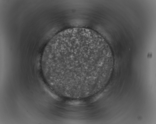 X0000092290065200710121442