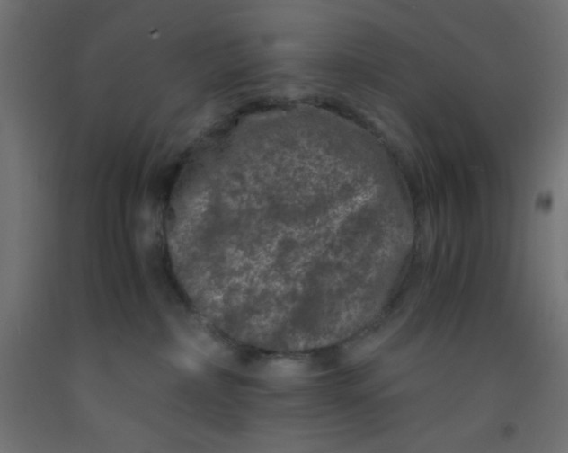 X0000092290236200710121440