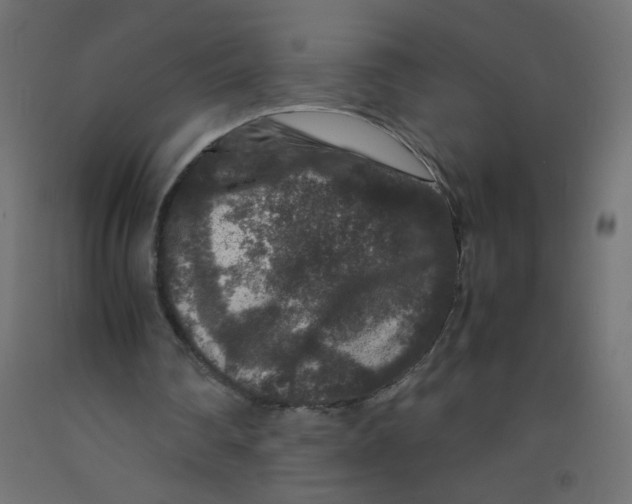 X0000092290290200710121439