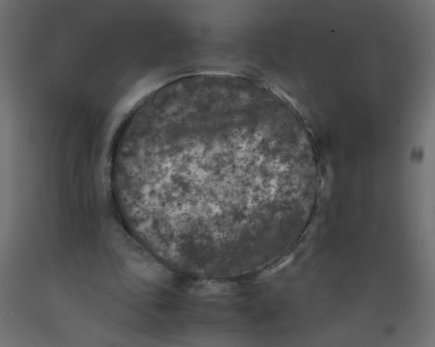 X0000092290343200710121438