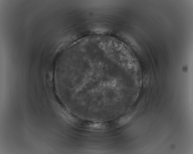 X0000092290365200710121438