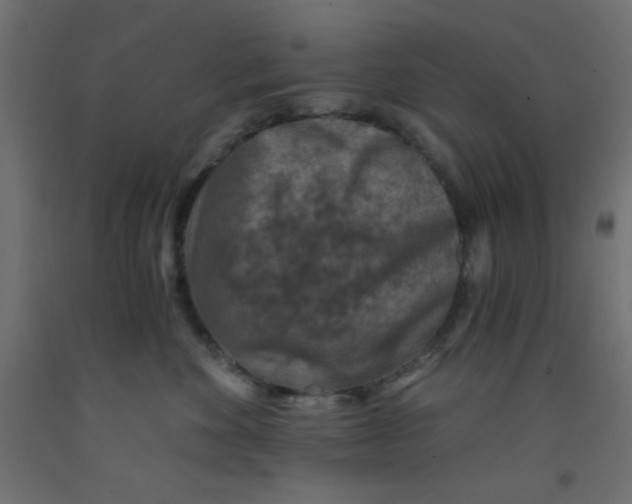 X0000092290524200710121436