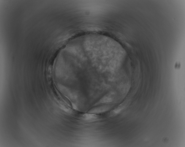 X0000092290528200710121436