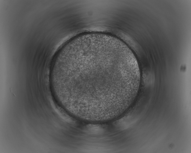 X0000092290534200710121436