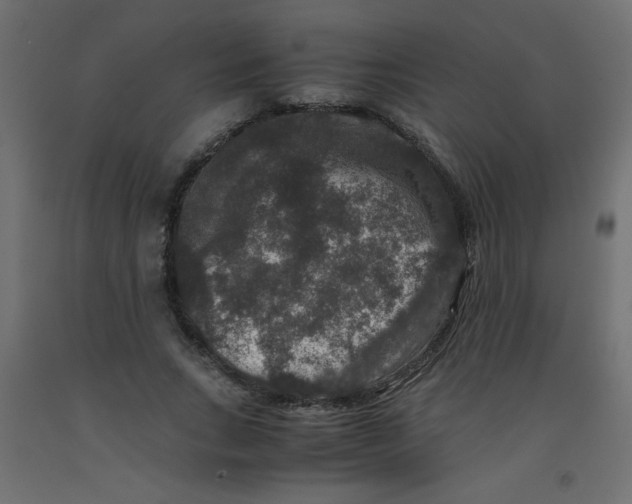 X0000092290735200710121433