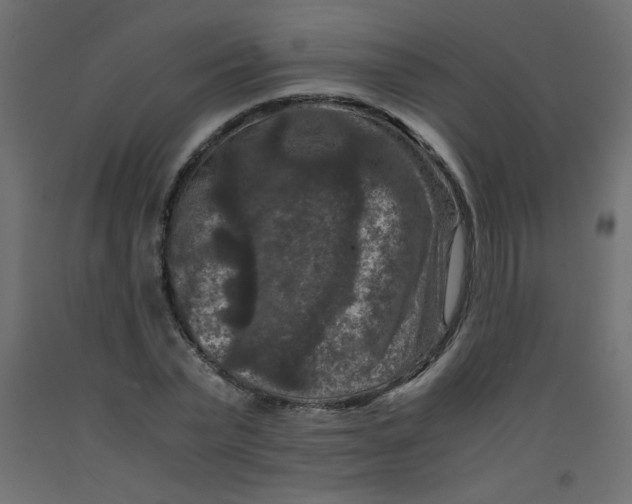 X0000092290783200710121433