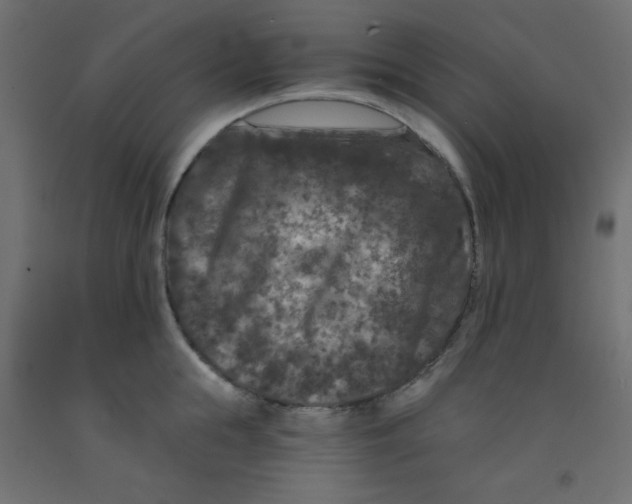 X0000092290855200710121432