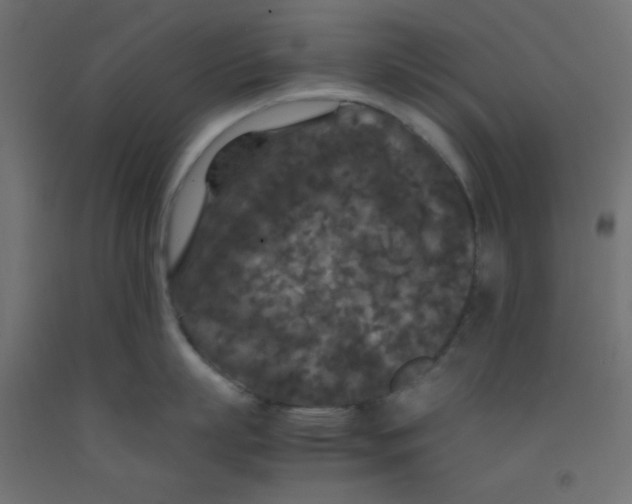 X0000092290863200710121432