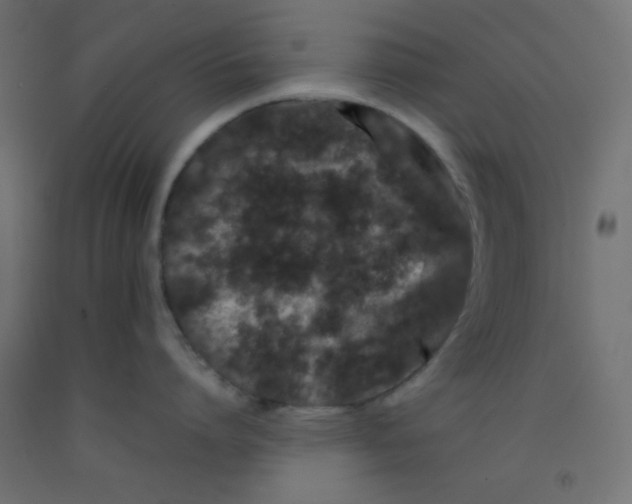 X0000092290864200710121432