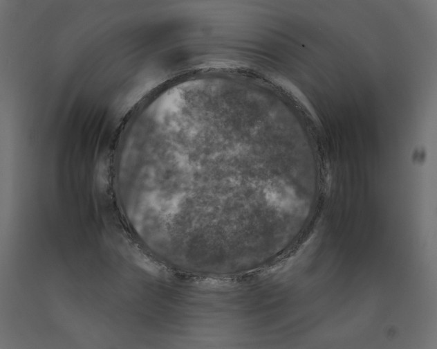 X0000092290874200710121432