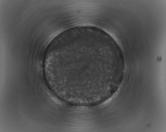 X0000092290881200710121431