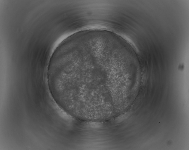 X0000092291086200710121429