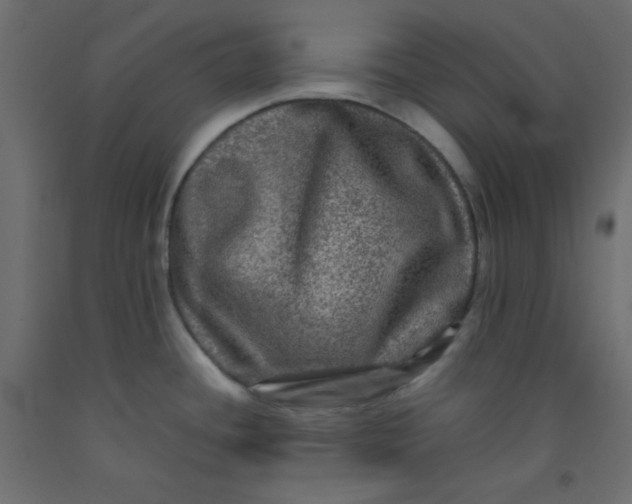 X0000092291436200710121425