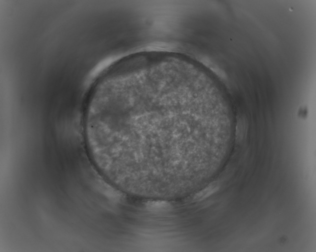 X0000092291454200710121424