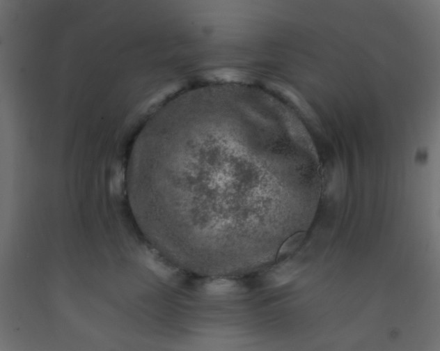 X0000092300669200709281327