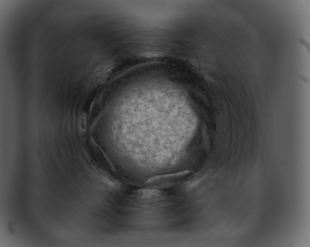 X0000092300528200710051222