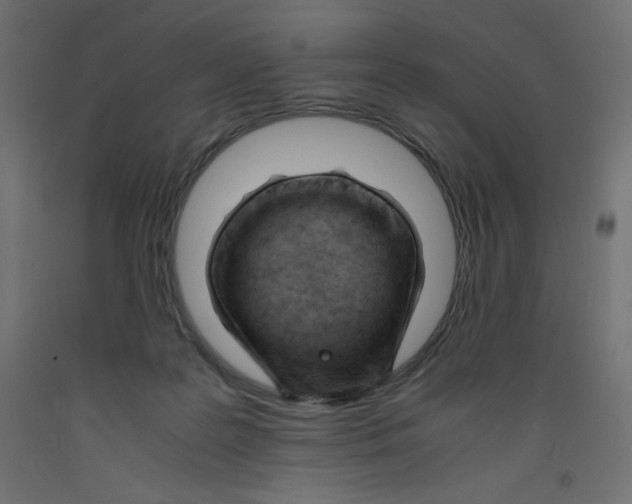 X0000092310219200710121504