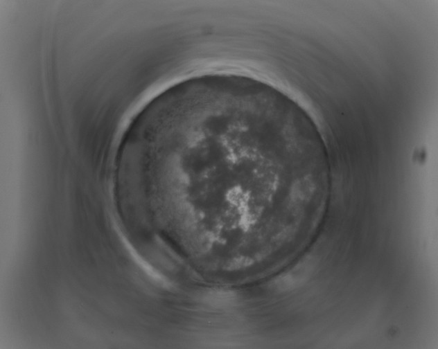 X0000092321525200709281356