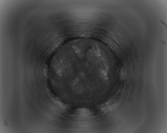 X0000092320424200710051300