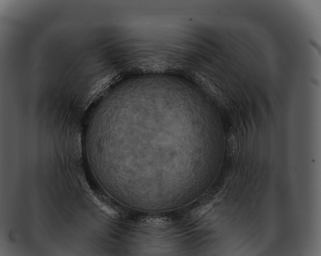 X0000092320638200710051257