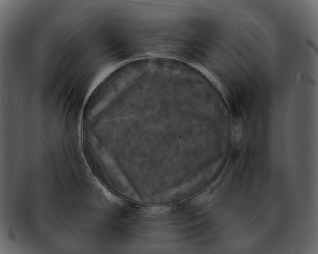 X0000092321294200710051250