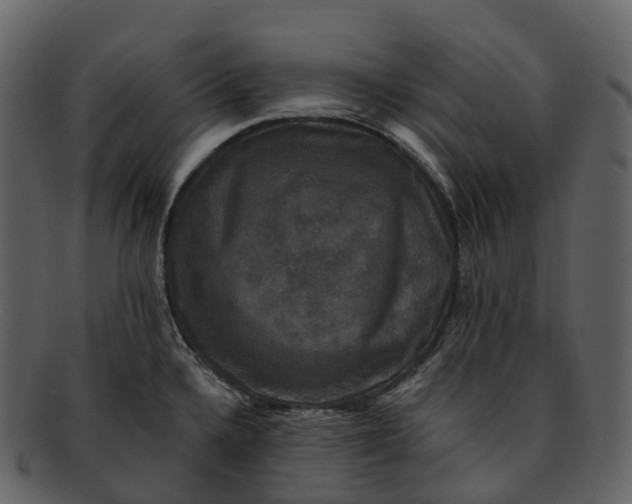 X0000092321336200710051250