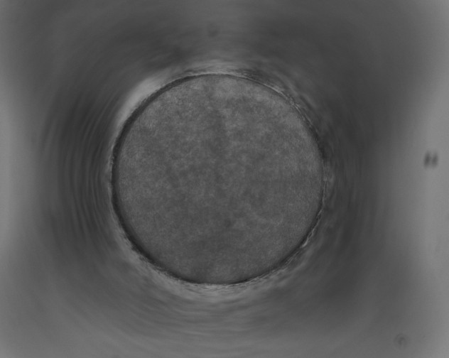 X0000092320006200710121531
