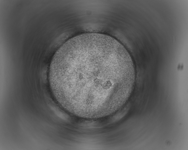 X0000092320065200710121530
