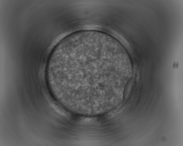 X0000092320155200710121529
