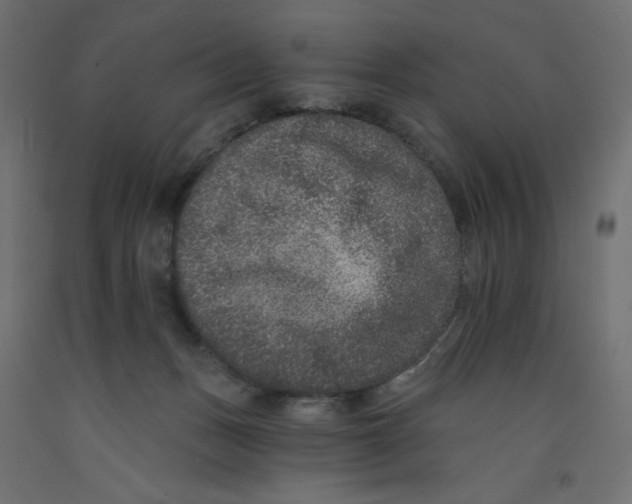 X0000092320175200710121529